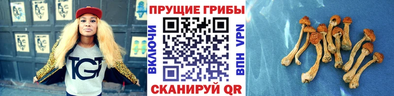 сколько стоит Зеленоградск kraken зеркало Галлюциногенные грибы мухоморы